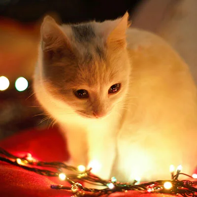 南京领养猫咪贴吧（南京领养宠物的平台）